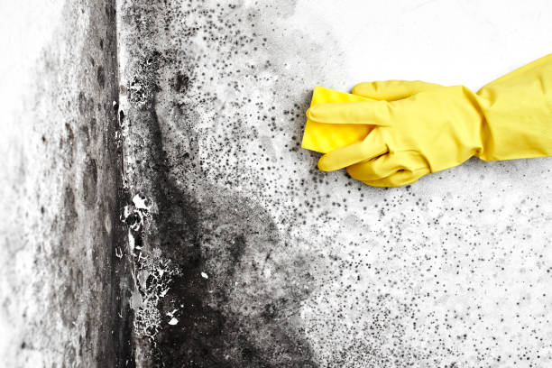 Best Mold Cleaning Services  in Merkel, TX
