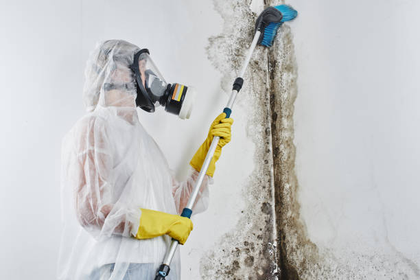 Trusted Merkel, TX Mold Removal Experts