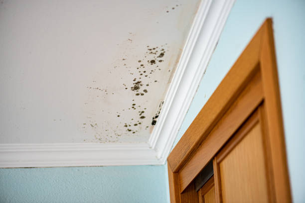 Best Toxic Mold Removal  in Merkel, TX