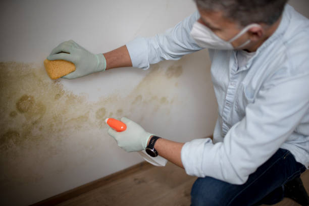 Best Mold Removal Company Near Me  in Merkel, TX