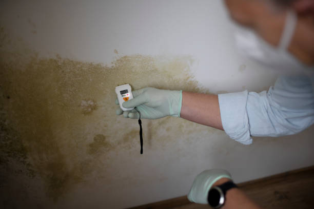 Best Mold Damage Repair  in Merkel, TX