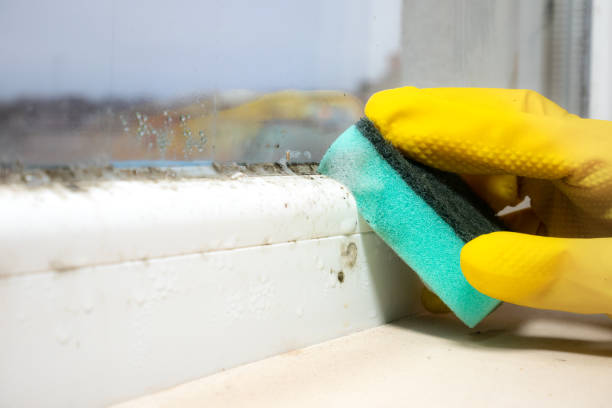 Best Best Mold Removal Companies  in Merkel, TX