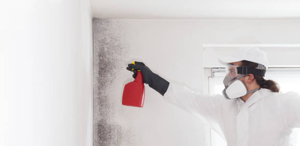 Best Mold Remediation Experts  in Merkel, TX