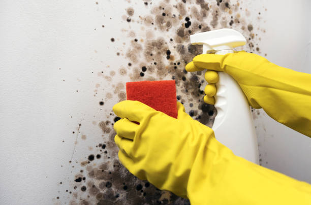 Best Fast Mold Removal  in Merkel, TX