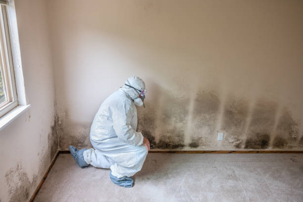 Best Certified Mold Removal  in Merkel, TX
