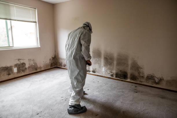 Certified Mold Removal in Merkel, TX