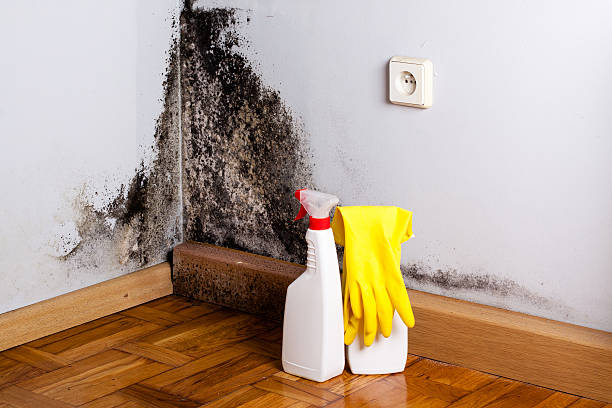 Best Local Mold Removal Service  in Merkel, TX